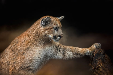 Attentive Observer Black Ornate Wood Framed Art Print with Double Matting by Parker, Kelley