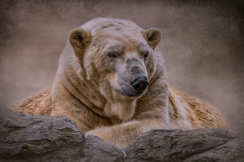 A Bears Life White Modern Wood Framed Art Print with Double Matting by Parker, Kelley