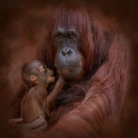 A Mothers Love Black Modern Wood Framed Art Print by Parker, Kelley