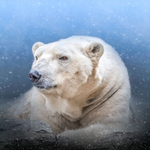 Snow King Black Modern Wood Framed Art Print by Parker, Kelley