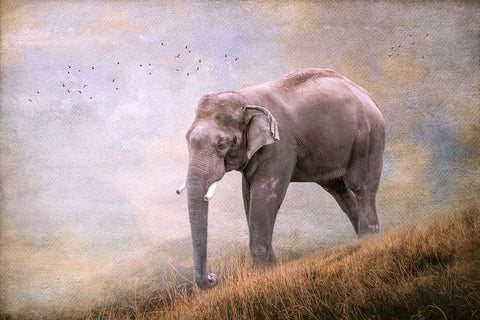 Silent Traveler White Modern Wood Framed Art Print with Double Matting by Parker, Kelley