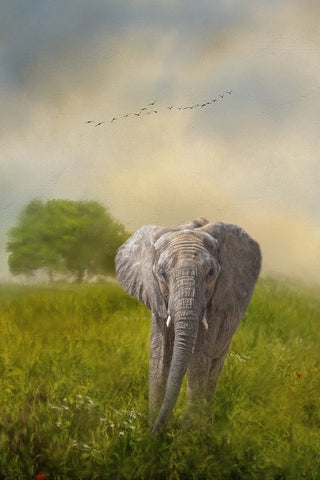 Solo Approach Black Modern Wood Framed Art Print by Parker, Kelley