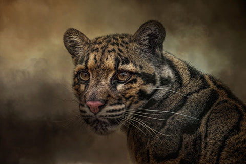 Locked On Black Modern Wood Framed Art Print by Parker, Kelley