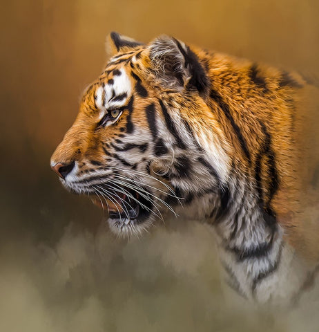 The Watchful Stare Black Modern Wood Framed Art Print by Parker, Kelley