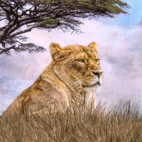 Pride of Place Black Modern Wood Framed Art Print by Parker, Kelley