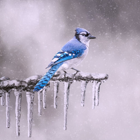 Cold Feet White Modern Wood Framed Art Print with Double Matting by Parker, Kelley