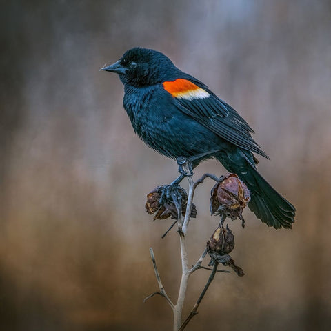 Bringer of Spring Black Modern Wood Framed Art Print by Parker, Kelley