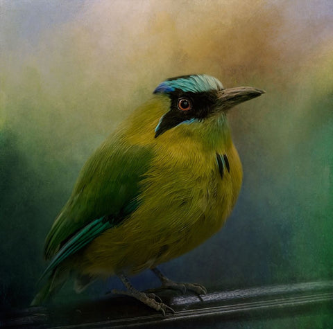 Colorful Charmer Black Ornate Wood Framed Art Print with Double Matting by Parker, Kelley