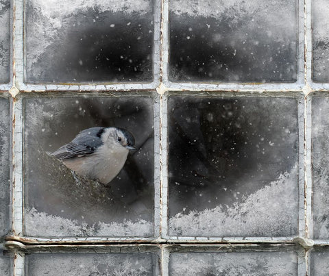 Frosty Black Modern Wood Framed Art Print by Parker, Kelley