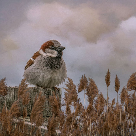 His Eye on the Sparrow White Modern Wood Framed Art Print with Double Matting by Parker, Kelley