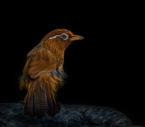 Painted Eyebrow White Modern Wood Framed Art Print with Double Matting by Parker, Kelley