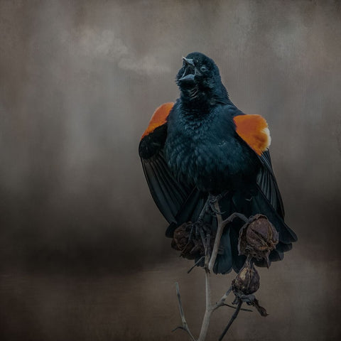 Bird Breath Black Ornate Wood Framed Art Print with Double Matting by Parker, Kelley