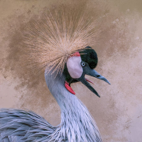 Crowned White Modern Wood Framed Art Print with Double Matting by Parker, Kelley