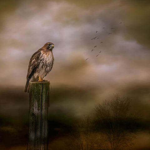 Bold Hunter Black Ornate Wood Framed Art Print with Double Matting by Parker, Kelley