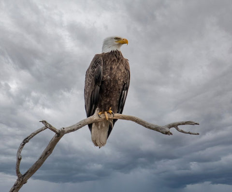 Above It All Black Ornate Wood Framed Art Print with Double Matting by Parker, Kelley