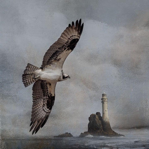 Fly By Black Ornate Wood Framed Art Print with Double Matting by Parker, Kelley