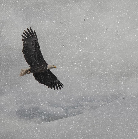 Peace on Earth Black Ornate Wood Framed Art Print with Double Matting by Parker, Kelley