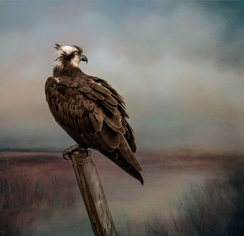 Perfect Calm Black Modern Wood Framed Art Print by Parker, Kelley