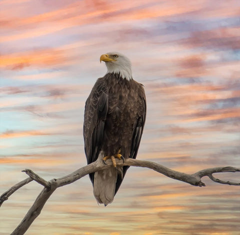 Sky Hunter Black Modern Wood Framed Art Print by Parker, Kelley