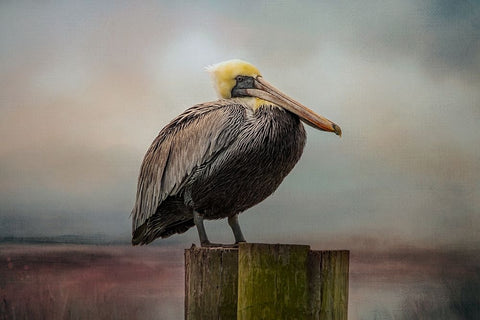 The Best Seat Black Modern Wood Framed Art Print by Parker, Kelley