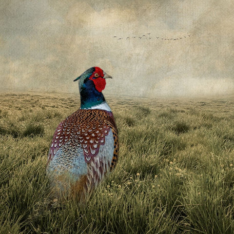 Have a Very Pheasant Day White Modern Wood Framed Art Print with Double Matting by Parker, Kelley