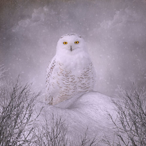 Winter Wonderland Black Modern Wood Framed Art Print by Parker, Kelley