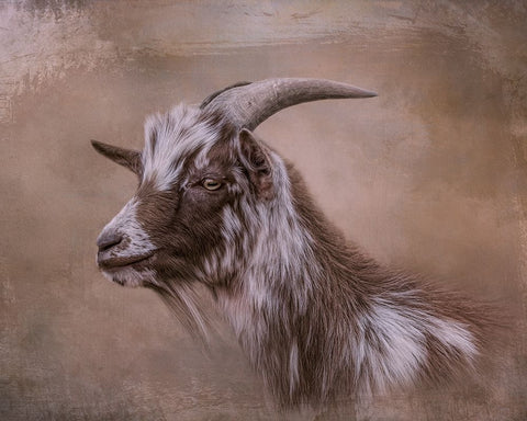 Farm Friend Black Ornate Wood Framed Art Print with Double Matting by Parker, Kelley