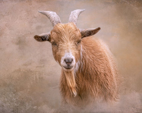 Goat Goodness Black Modern Wood Framed Art Print by Parker, Kelley