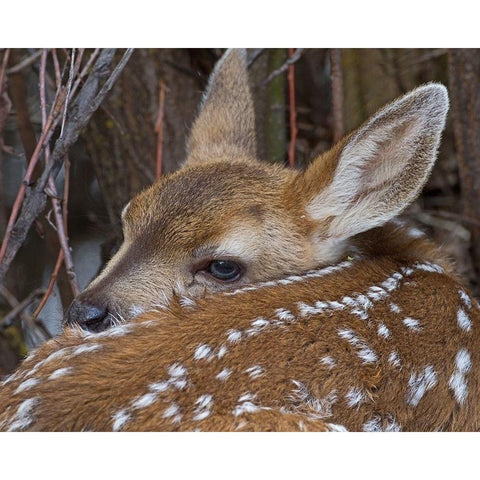 Mule Deer Fawn Black Modern Wood Framed Art Print with Double Matting by McFerrin, Larry