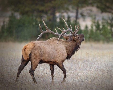 Bull Elk Black Ornate Wood Framed Art Print with Double Matting by McFerrin, Larry
