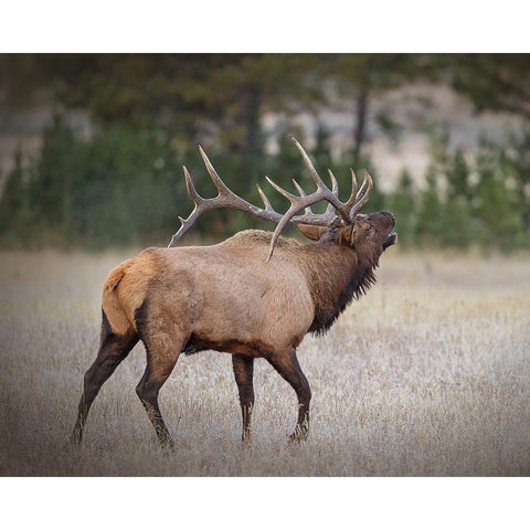 Bull Elk Black Modern Wood Framed Art Print by McFerrin, Larry