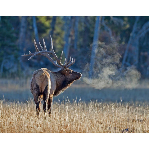 Bull elk Black Modern Wood Framed Art Print by McFerrin, Larry