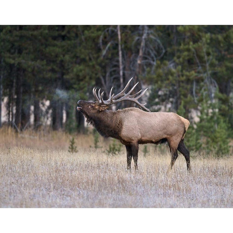 Bull Elk Bugling Black Modern Wood Framed Art Print by McFerrin, Larry