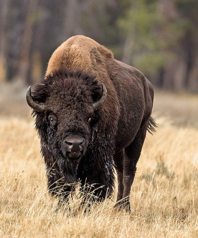 Bull Bison Black Ornate Wood Framed Art Print with Double Matting by McFerrin, Larry