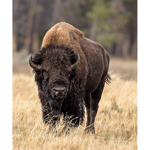 Bull Bison Black Modern Wood Framed Art Print by McFerrin, Larry