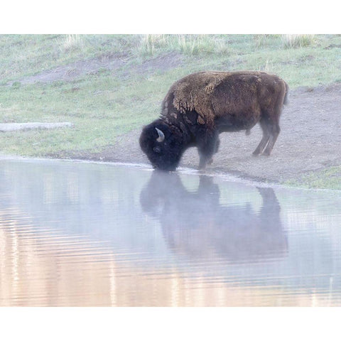 Bison Black Modern Wood Framed Art Print by McFerrin, Larry