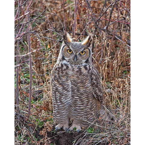 Great Horned Owl Gold Ornate Wood Framed Art Print with Double Matting by McFerrin, Larry