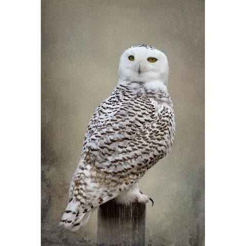 Snowy Owl Black Modern Wood Framed Art Print with Double Matting by McFerrin, Larry