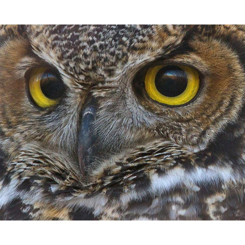 Owl Eyes Black Modern Wood Framed Art Print with Double Matting by McFerrin, Larry