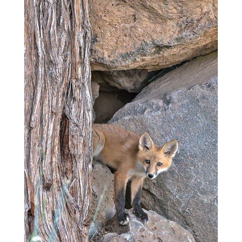 Red Fox Kit Black Modern Wood Framed Art Print with Double Matting by McFerrin, Larry