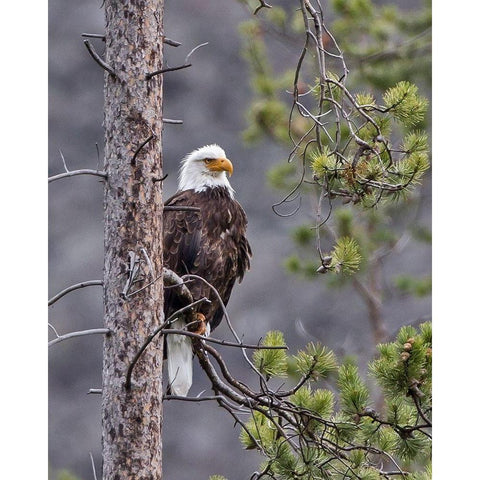 Bald Eagle White Modern Wood Framed Art Print by McFerrin, Larry