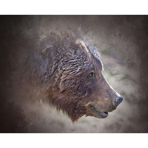 Grizzly Bear Boar Black Modern Wood Framed Art Print by McFerrin, Larry