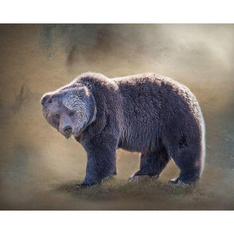 Grizzly Bear Boar Black Modern Wood Framed Art Print with Double Matting by McFerrin, Larry