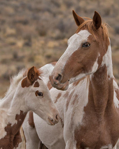 Gypsy and Sentinel - S Steens Wild Mustangs White Modern Wood Framed Art Print with Double Matting by McFerrin, Larry