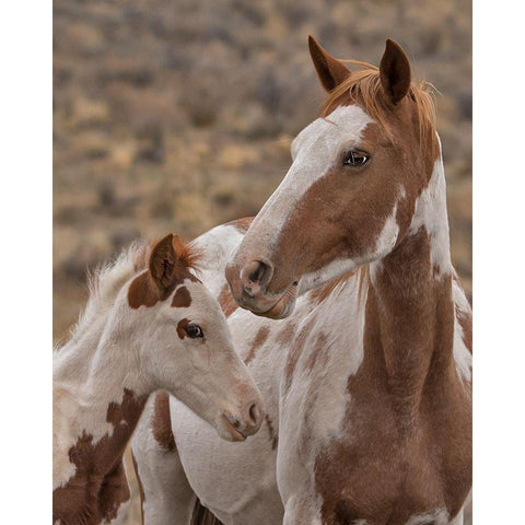 Gypsy and Sentinel - S Steens Wild Mustangs Black Modern Wood Framed Art Print by McFerrin, Larry