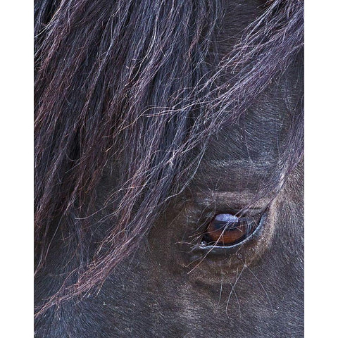 Domino - S Steens Stallion Gold Ornate Wood Framed Art Print with Double Matting by McFerrin, Larry