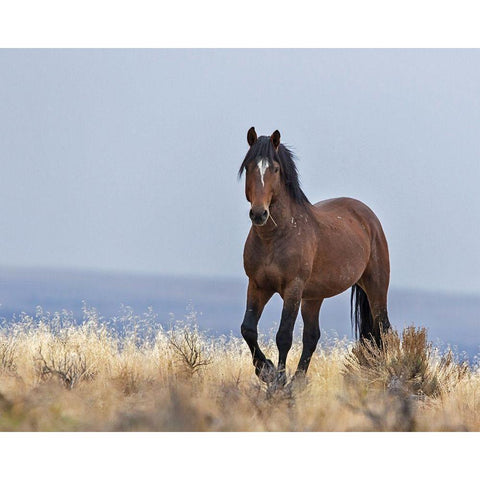 Cherokee - S Steens Wild Stallion White Modern Wood Framed Art Print by McFerrin, Larry