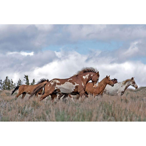 South Steens Mustangs Gold Ornate Wood Framed Art Print with Double Matting by McFerrin, Larry