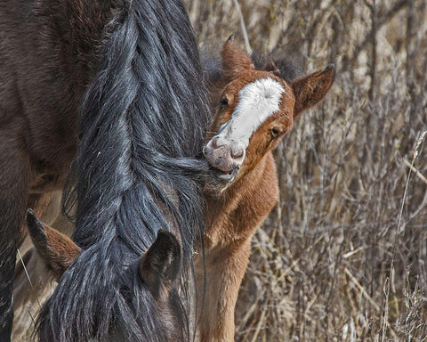 Ochoco Wild Foal - Big Summit HMA Black Ornate Wood Framed Art Print with Double Matting by McFerrin, Larry