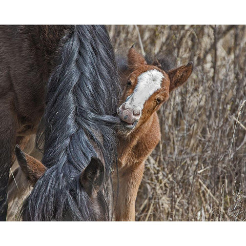Ochoco Wild Foal - Big Summit HMA Black Modern Wood Framed Art Print by McFerrin, Larry